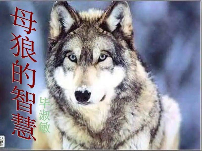 朗诵 | 母狼的智慧_毕淑敏_沙丘_艺术