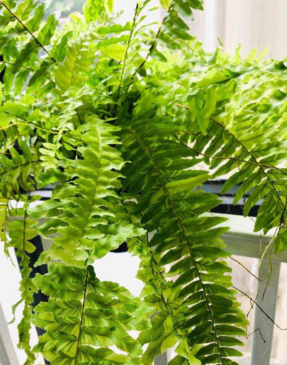 室内光照不足,就养4种耐阴绿植,枝叶翠绿茂盛,有精神有活力