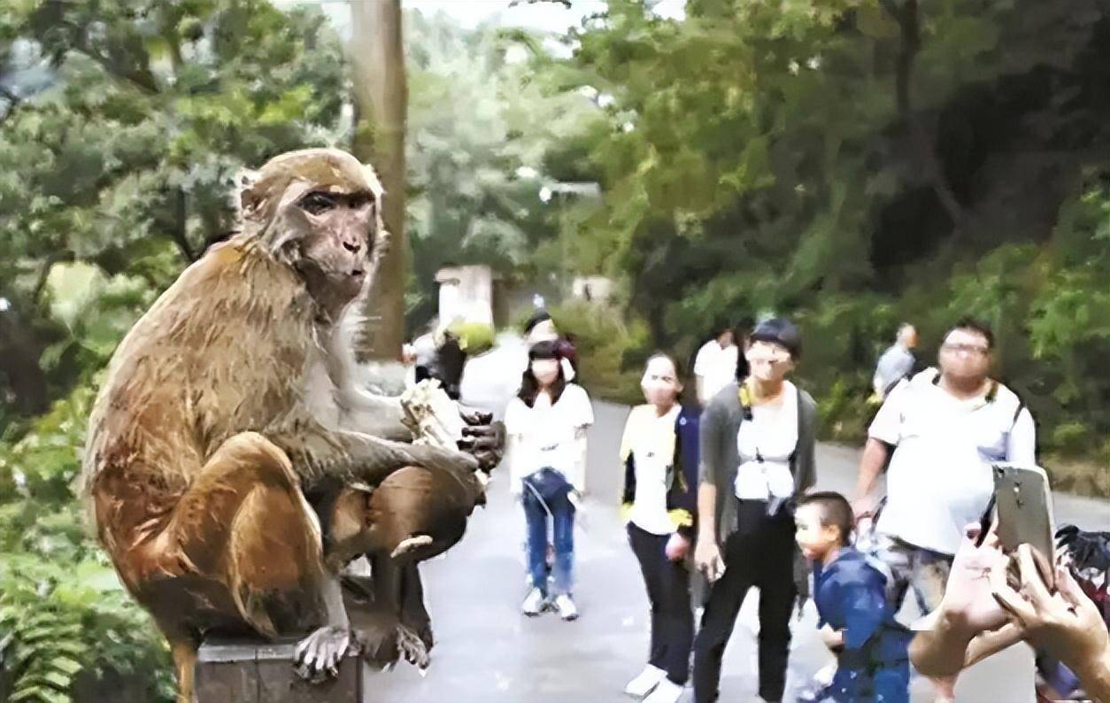 花果山群猴图片图片