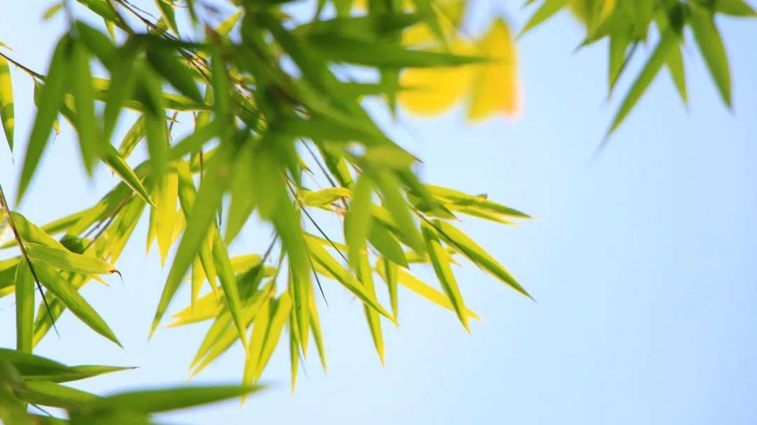诗词|最美不过一字诗！美了眼，醉了心！_一山_一生_黄叶一