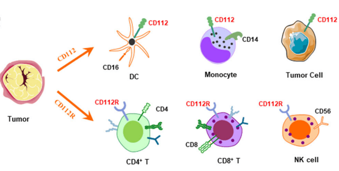 肿瘤免疫治疗中的cd112r/cd112轴