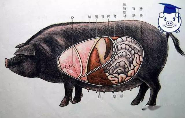 猪的内脏解剖图图片