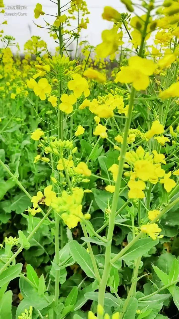 阳春三月又到了拍油菜花的季节有一种春天叫油菜花开 春暖花开奔你