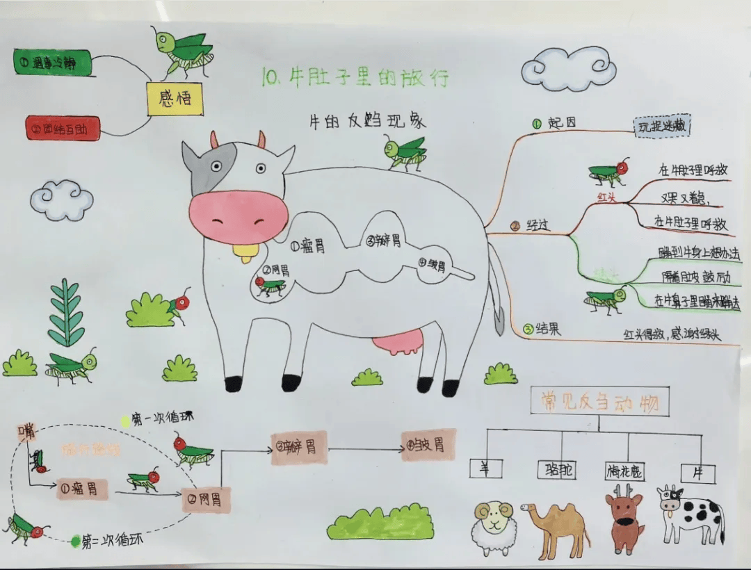 牛反刍的过程示意图图片