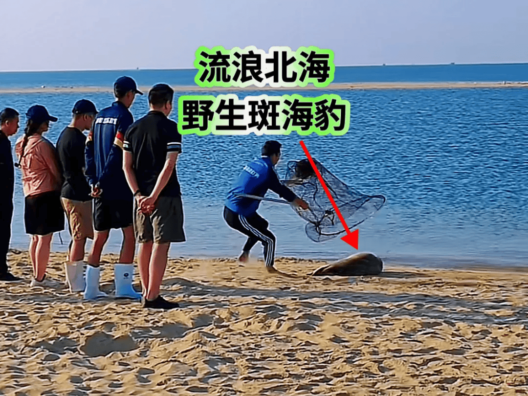 豹海豹伤人图片