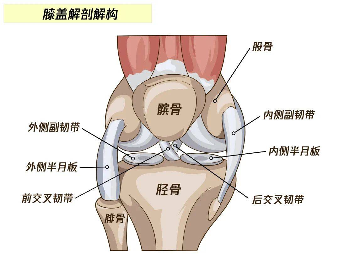 膝关节六种运动示意图图片