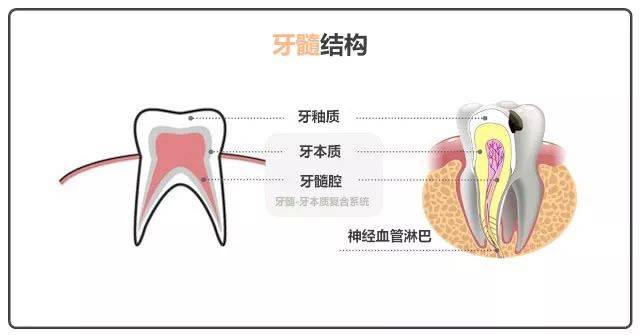 上齿龈根部位置图图片