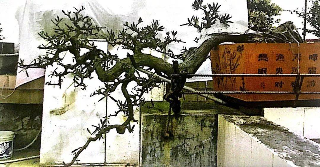 海岛罗汉松盆景造型十八年,气度与风骨不凡,分享它的成型轨迹!