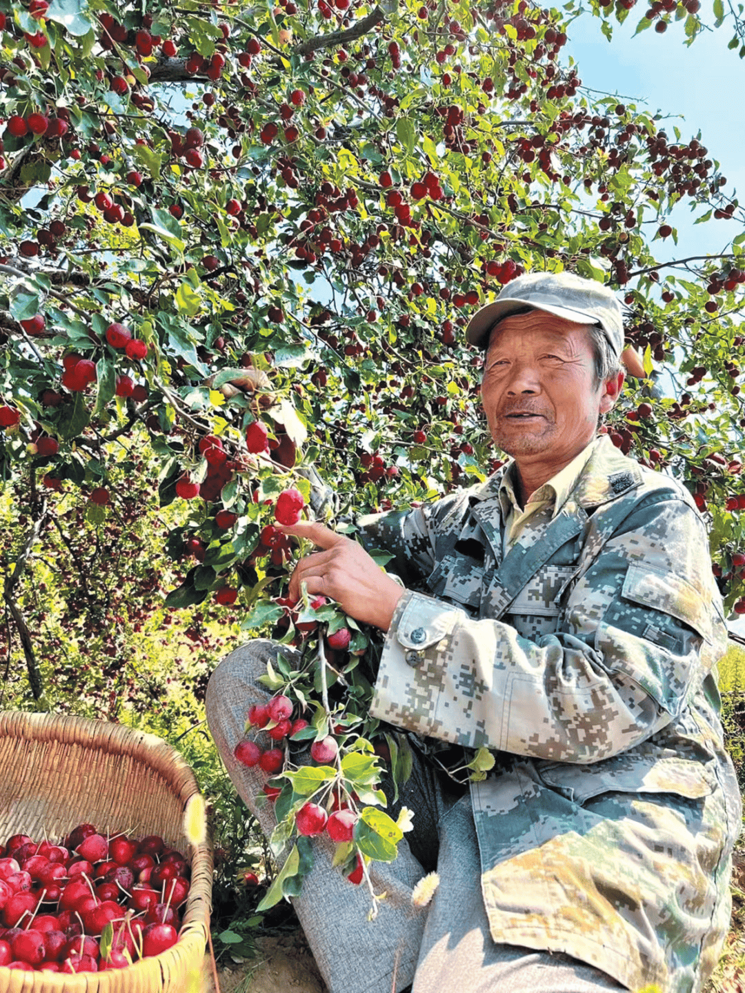 山楂树 海子图片