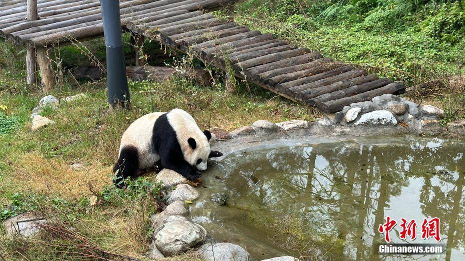 秦岭大熊猫乐享秋日时光