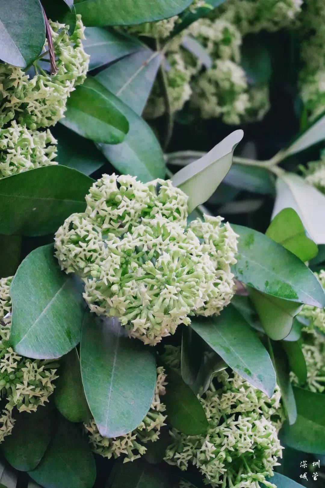 它开出的花呈白色的五角星形,组成聚伞花序,像一朵朵"绣球花"长在枝头