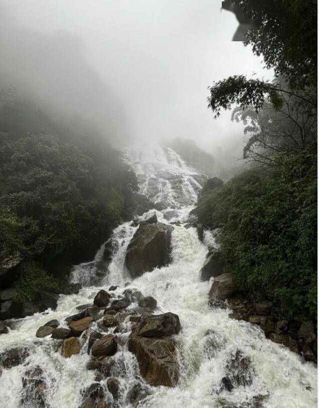 世界最神秘的鸟”海南鳽现身哀牢山 比大熊猫还要稀少