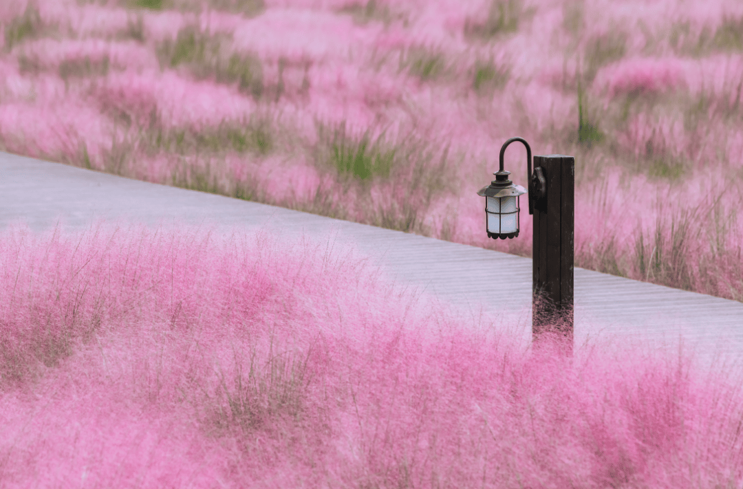 西安花海公园图片