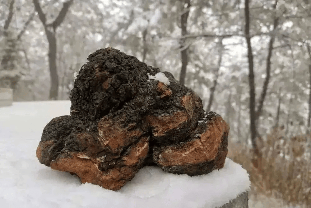 华树茸 来自搜狐网