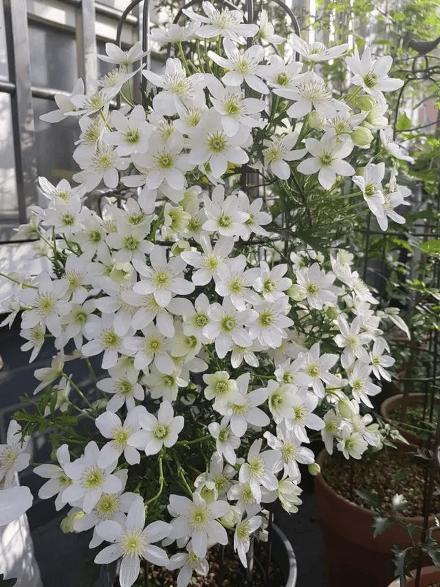 公认经典的"三种铁线莲", 颜值高长得快,选它们错不了