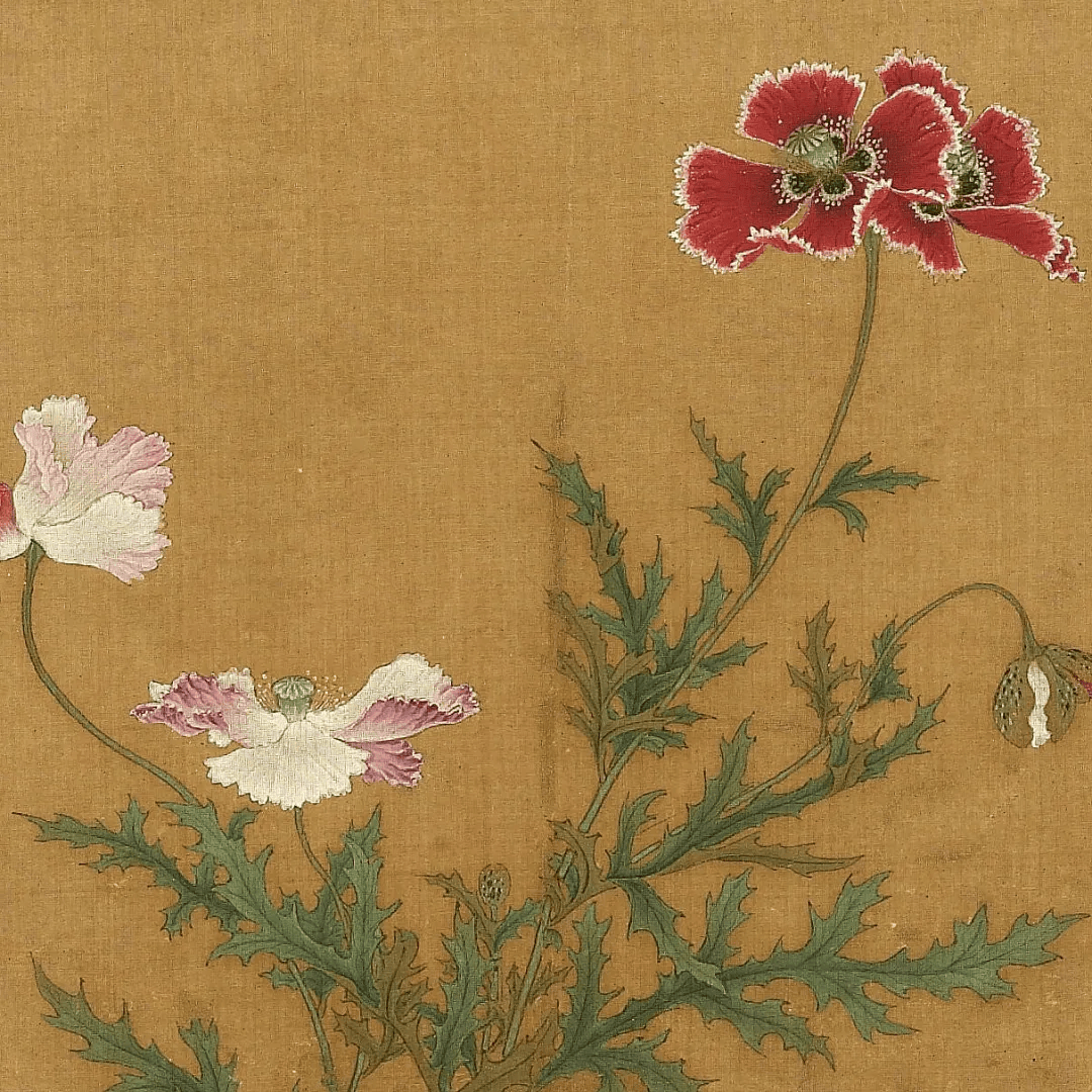 南宋 艾宣【写生罂粟】