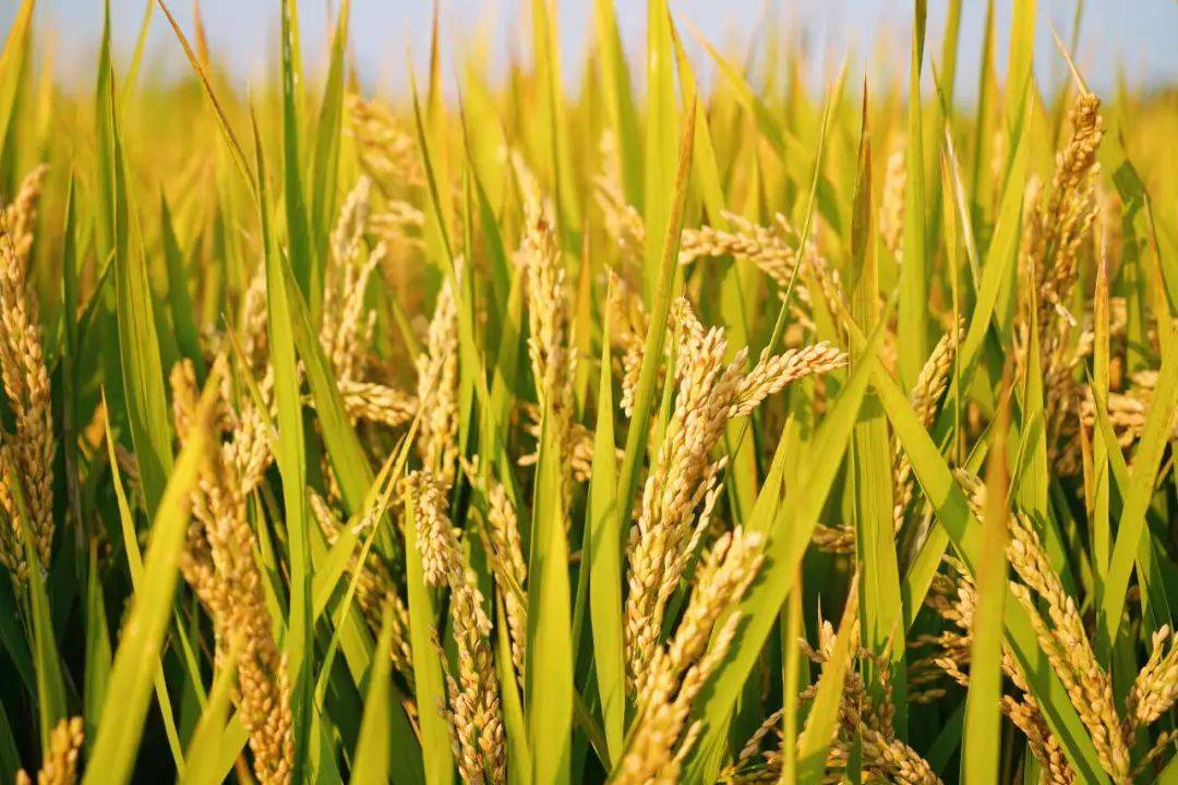 丰时至吉已稻合肥这里稻子熟了