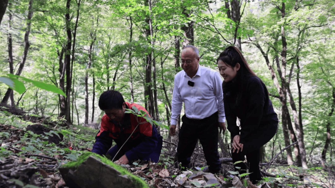 参交季 暖心事丨抚松县:耕耘大山深处 凝结人参精华