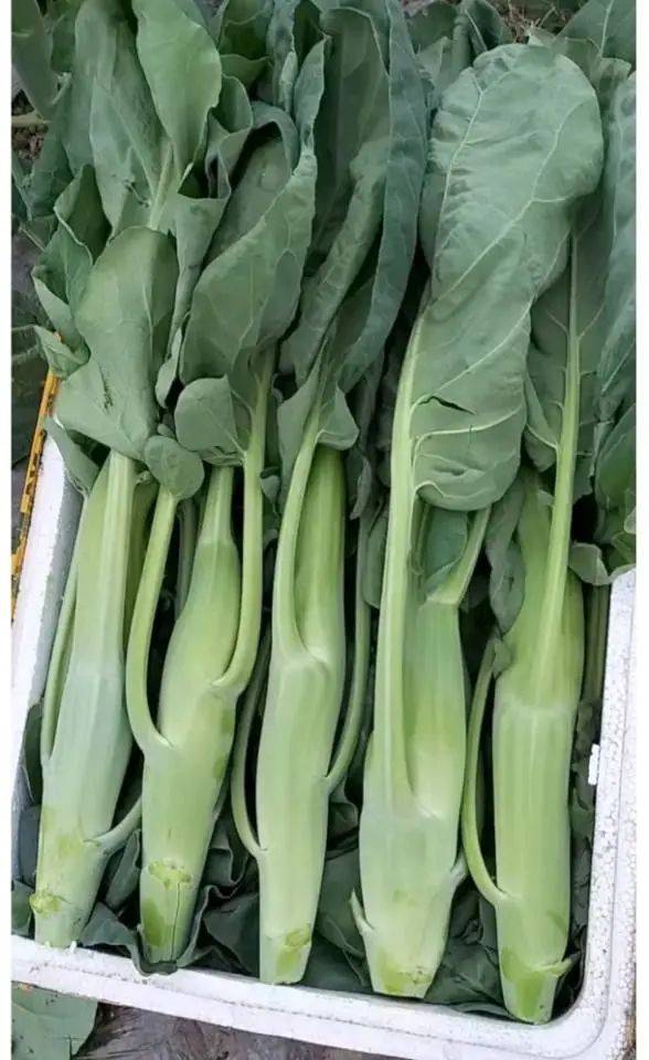 最高100一斤的蒲菜,胖胖的鸡腿芥蓝,白色芹菜……这4种蔬菜很多人没