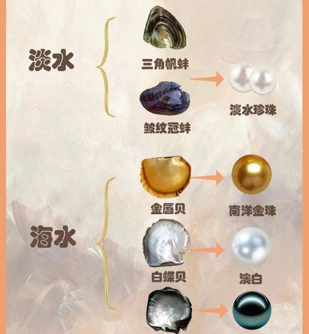 —海洋里的神秘 "珠宝匠"