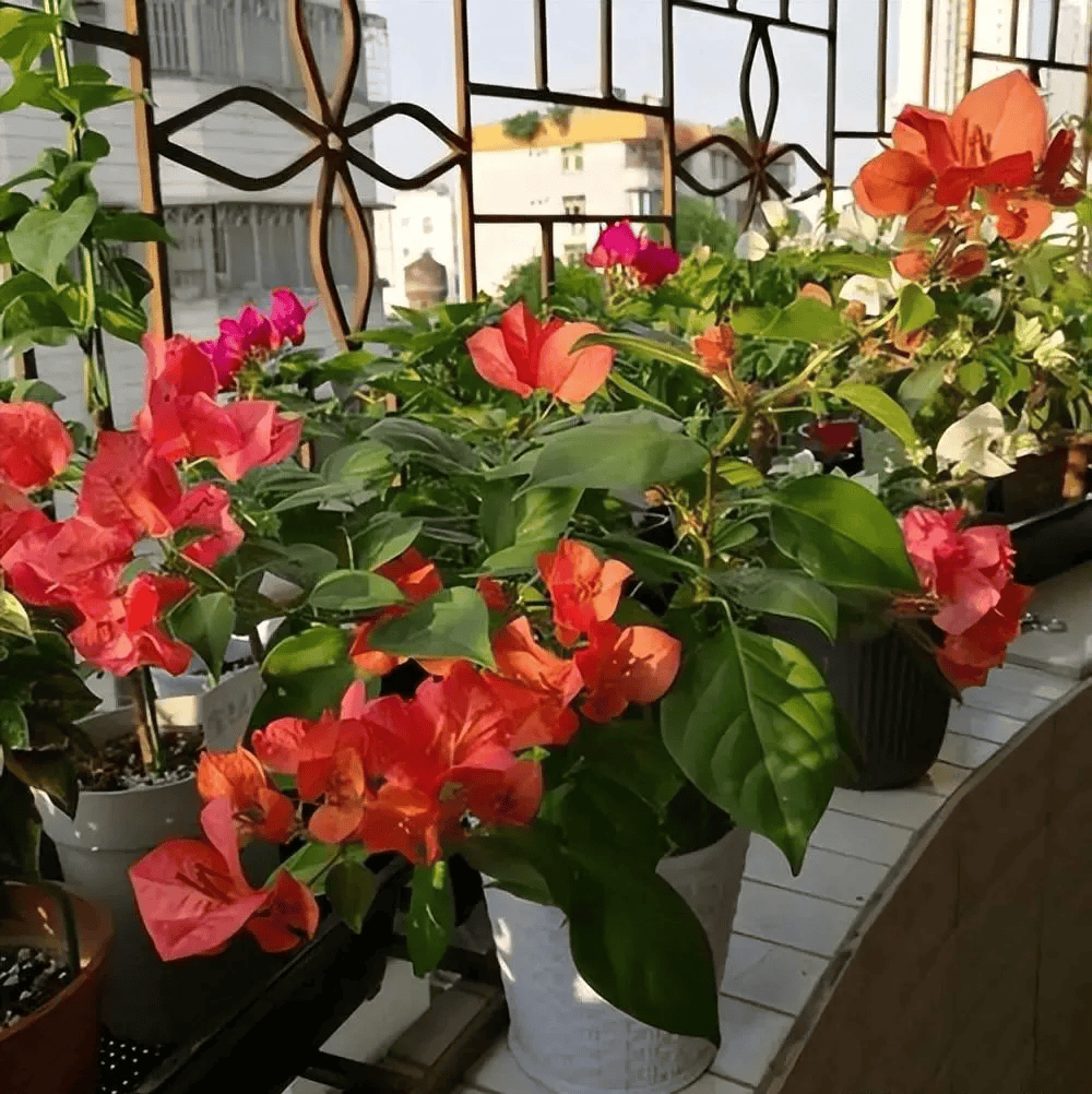 6种勤花三角梅,新手也能养爆花,现在养一盆,来年开满枝头