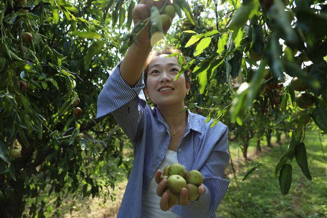 睢县平岗镇:大地展华章 "丰"景美如画