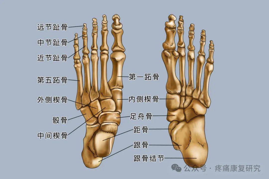 足踝知识全知道 解剖