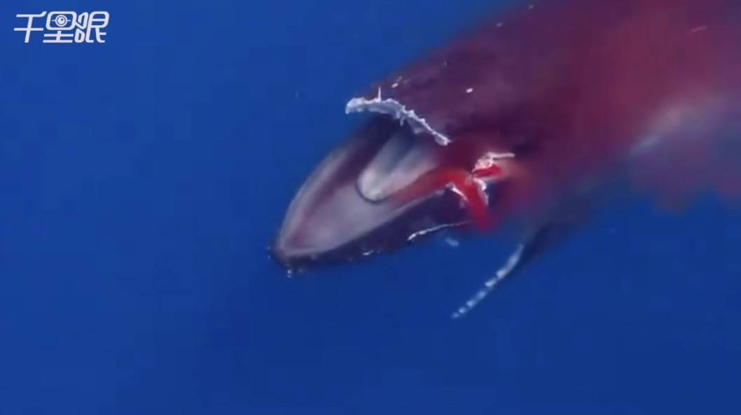 座头鲸遭渡轮猛撞整片上颚割断 "血染海水"淹死残忍画面曝光!