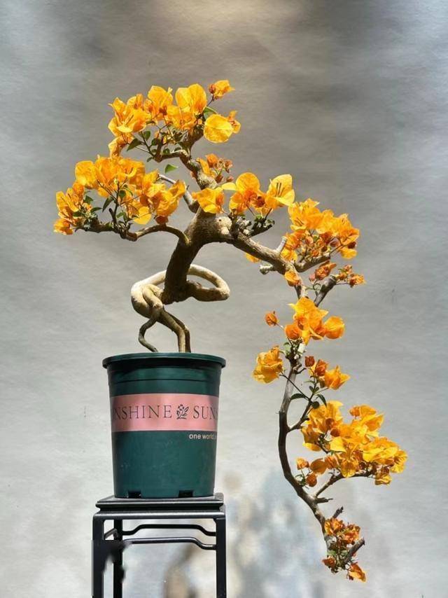 信不信由你_品位_感觉_盆景