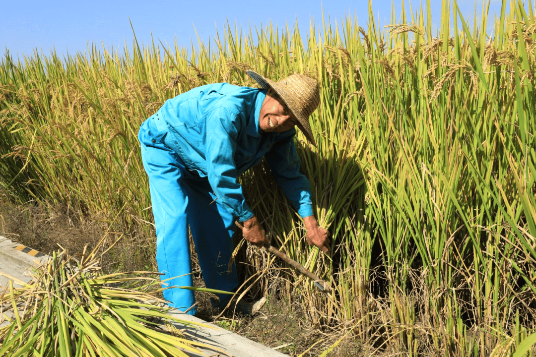良渚古城丰收季 | 良良邀您收稻谷！
