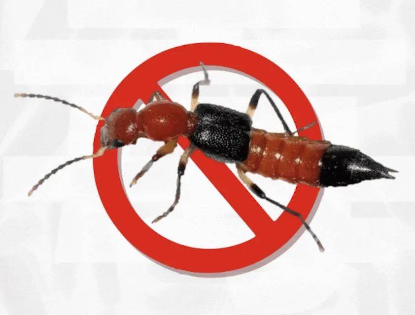 陶小华介绍,隐翅虫,俗称"青蚂蚁"