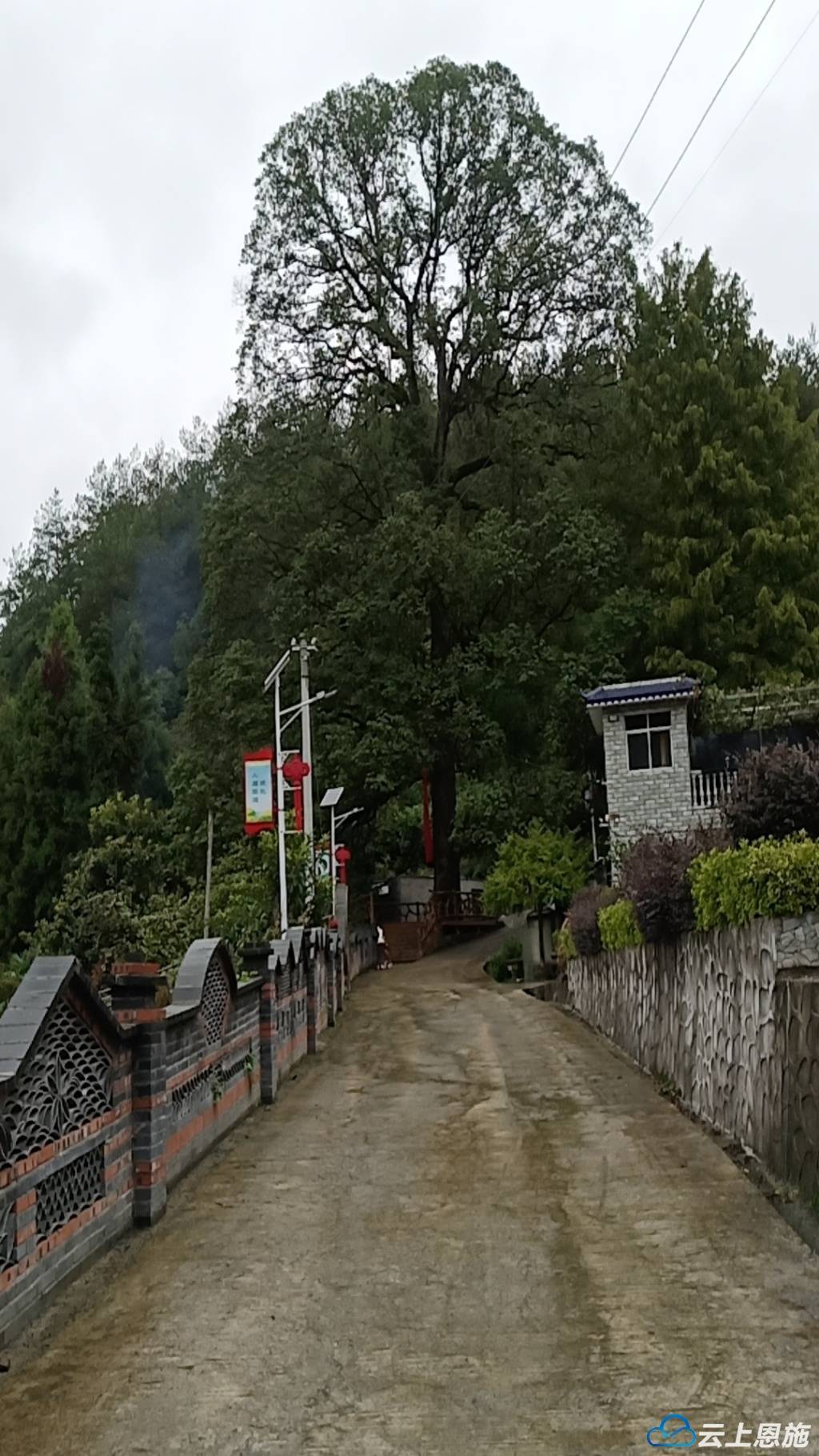 咸丰县清坪镇:保护古树名木 隐姓埋名400多年的楠木树"老有所依"