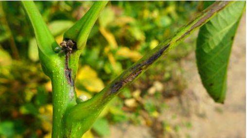 【植保】核桃黑斑病的发生与防治!