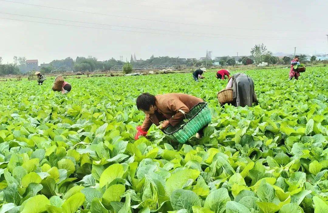 熊河镇熊河村党支部书记刘凤国说,他们菜苔种植品种有红菜苔和白菜苔