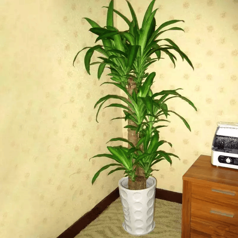 治甲醛的克星是什么花草?(甲醛克星植物)