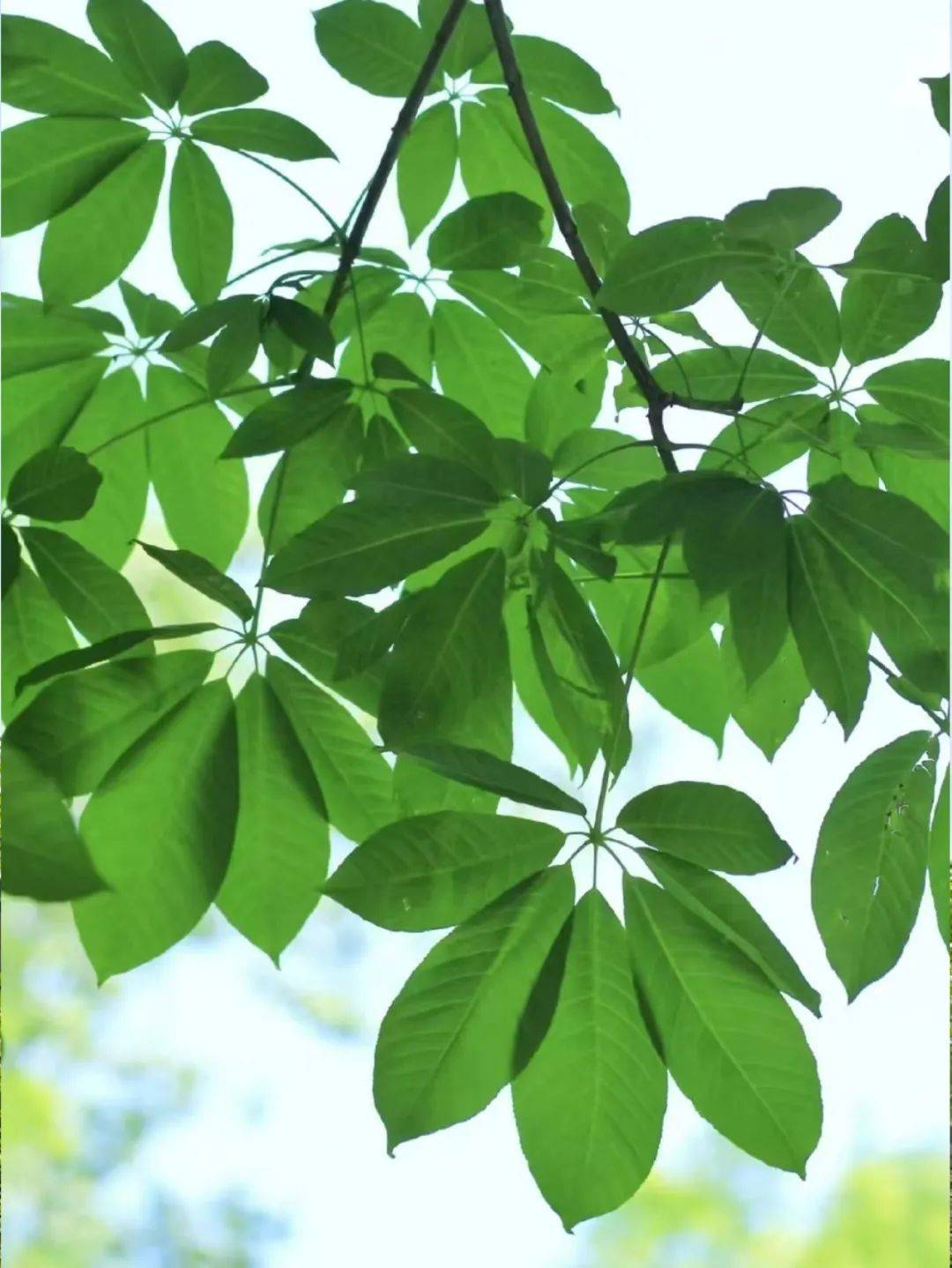 七叶树无患子科七叶树属落叶乔木
