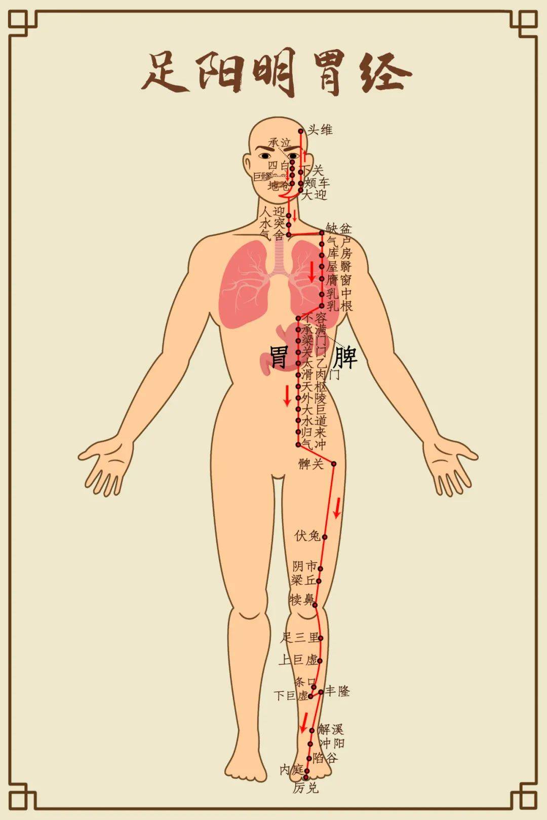 十二经络起点至止点图图片