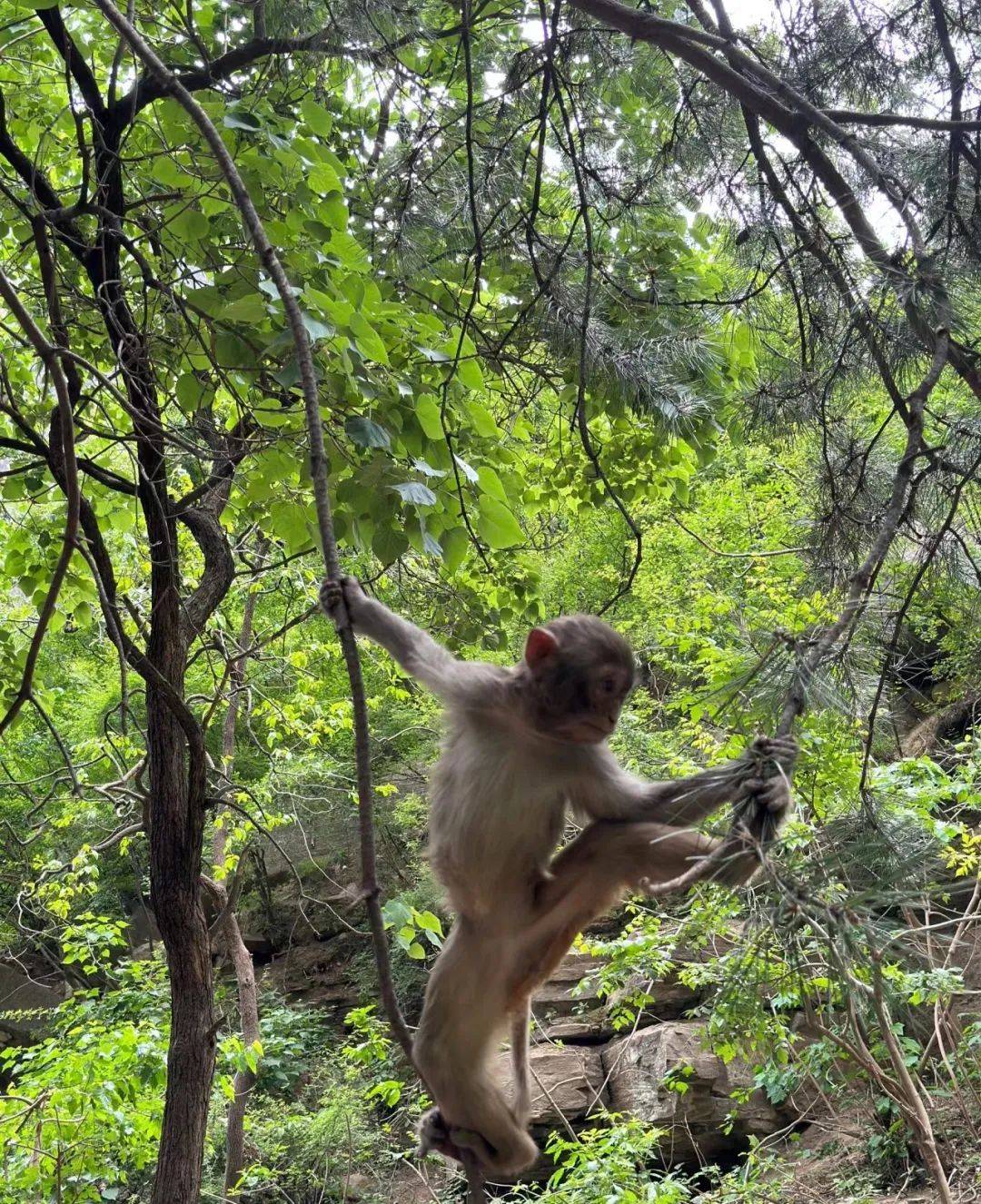 猴子双手吊在树上图图片