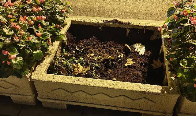 太过分了！大连中山路上，四名女子全副武装偷盗景观花