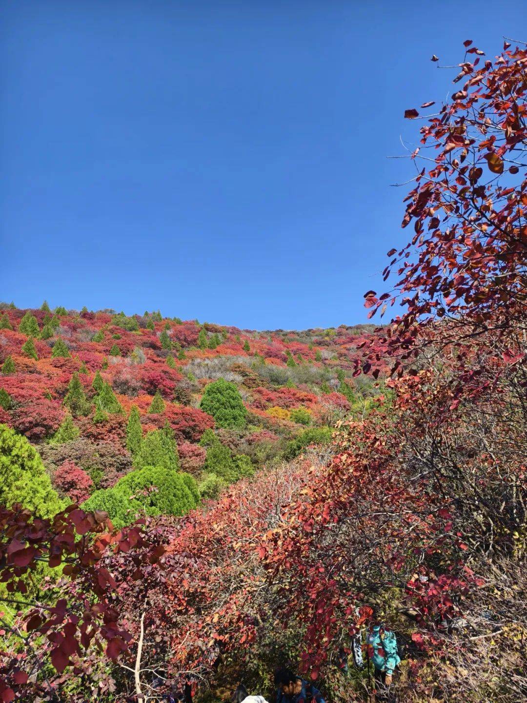 临朐红叶谷风景区门票图片