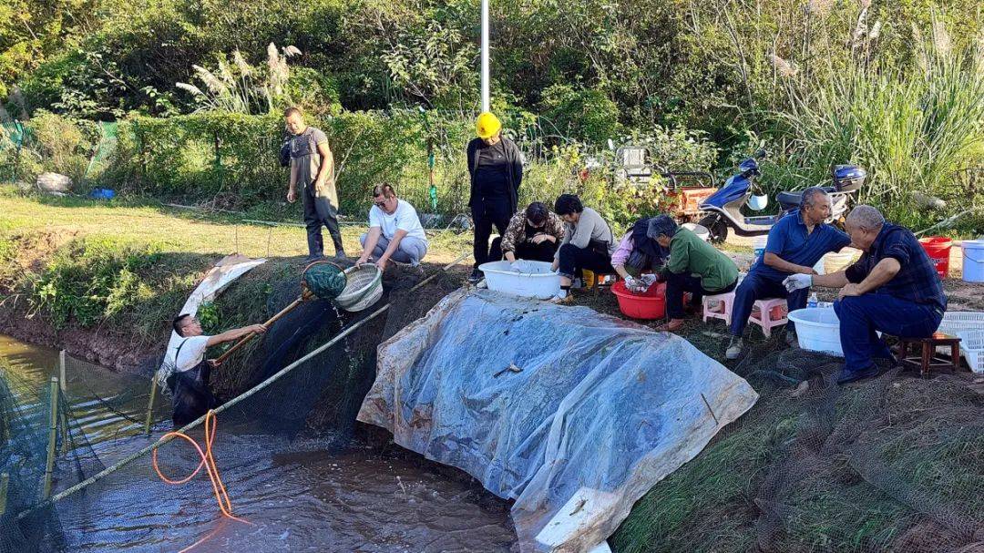 虾跃金秋好"丰"景 蓬溪这个村的罗氏沼虾迎丰收_养殖_王登科_捕捞