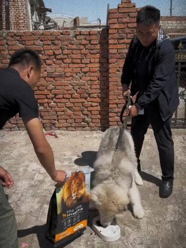 千万粉丝网红《潘宏爱玩狗》宣布停播