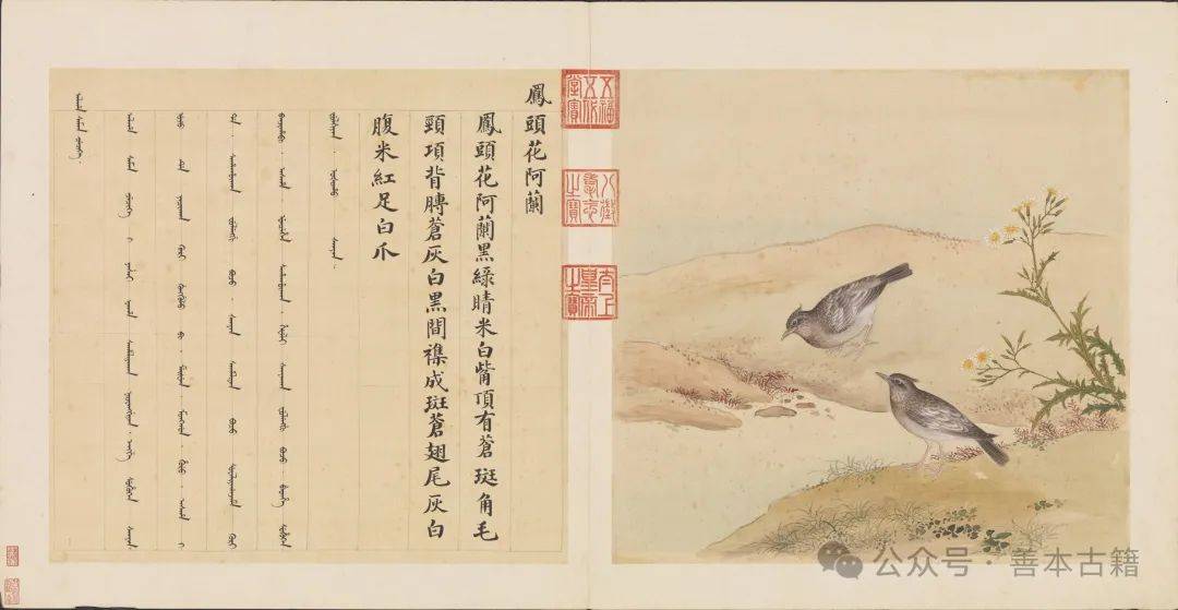 清代宫廷的《鸟谱》_搜狐网