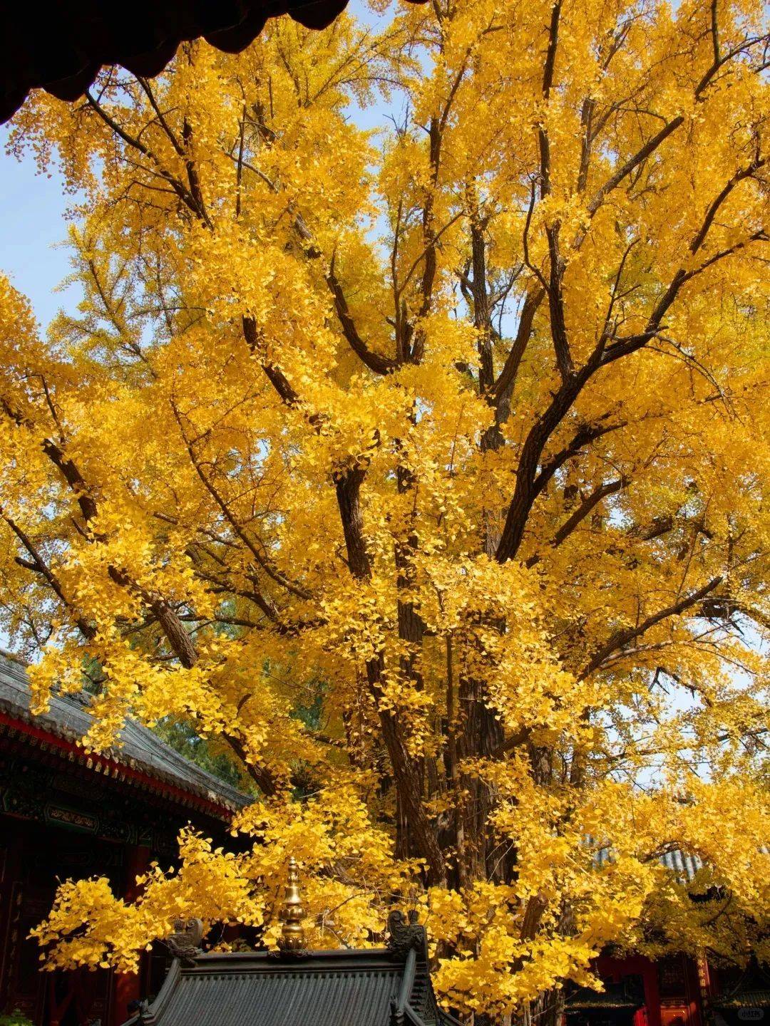 潭柘寺红叶最佳观赏期图片