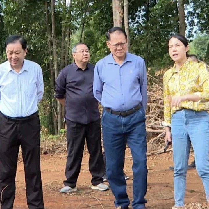胡海运到仁化调研竹产业发展情况_竹林_资源_经济
