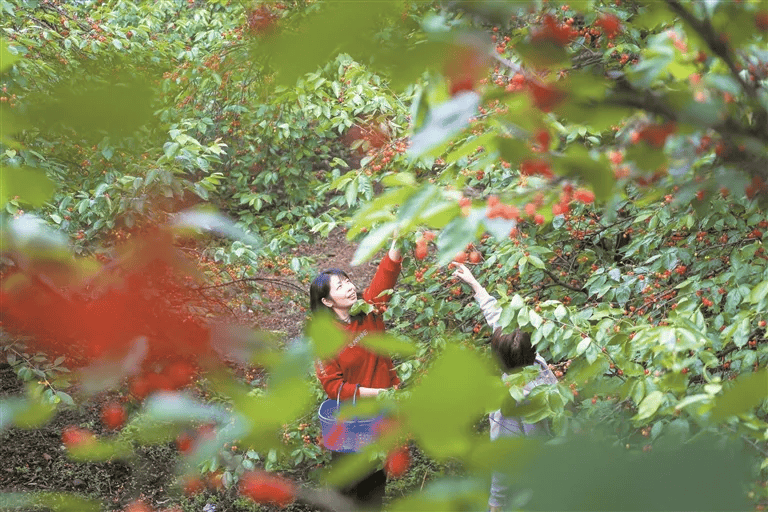 毕节玛瑙红樱桃图片