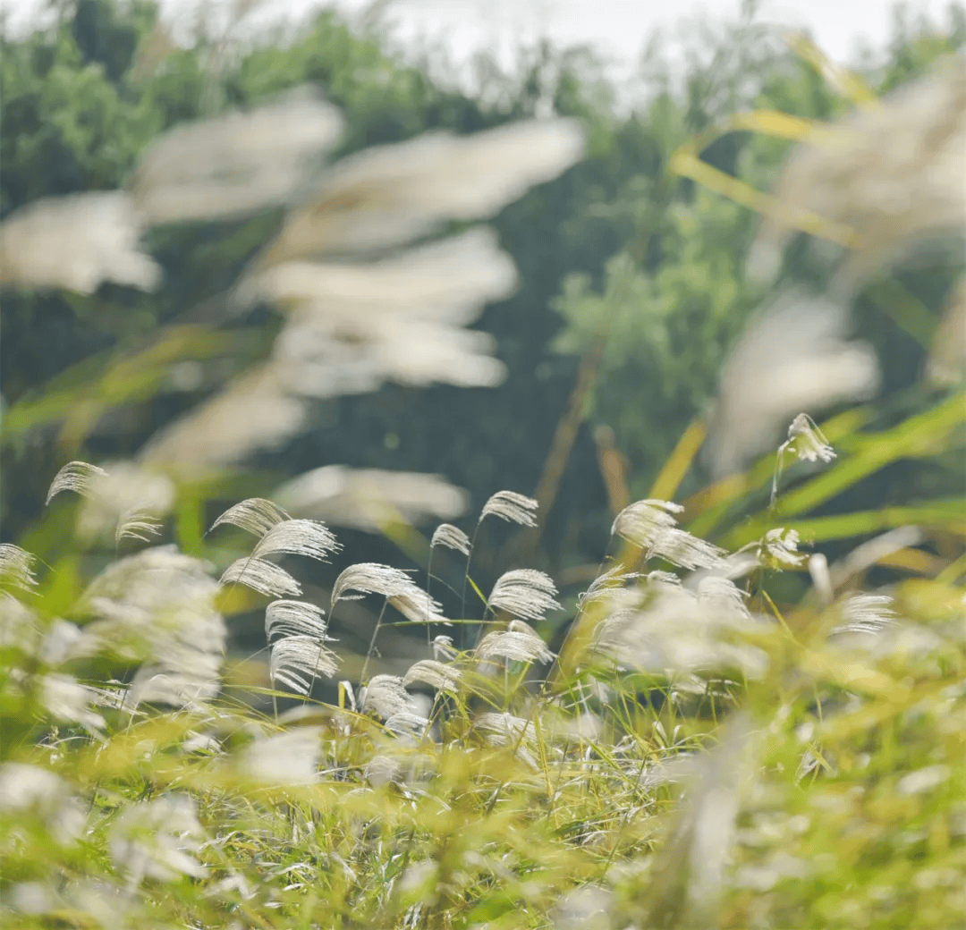 芦苇根部长出来的花图片