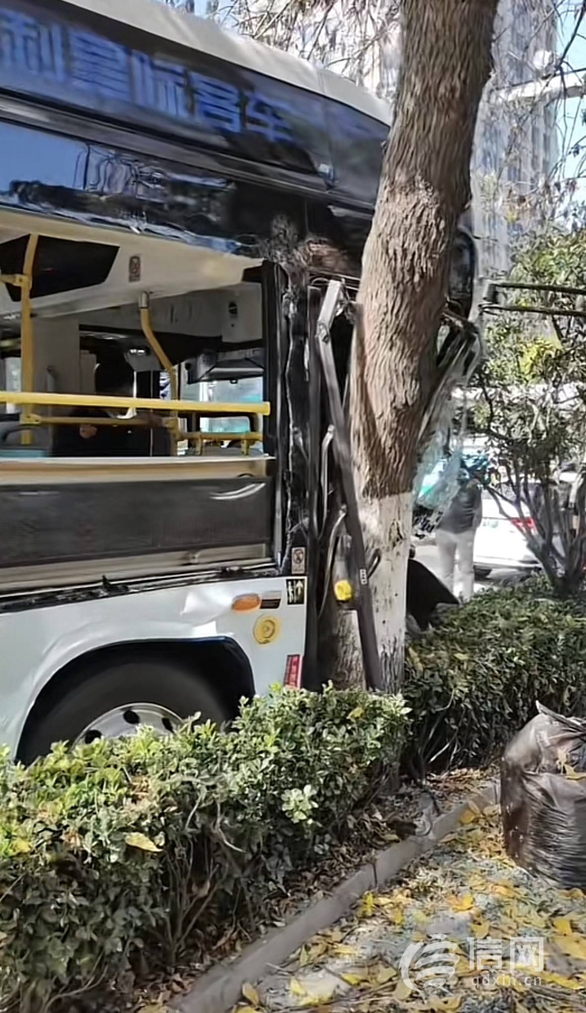 青岛318路公交车发生事故撞上行道树 万幸乘客均无大碍