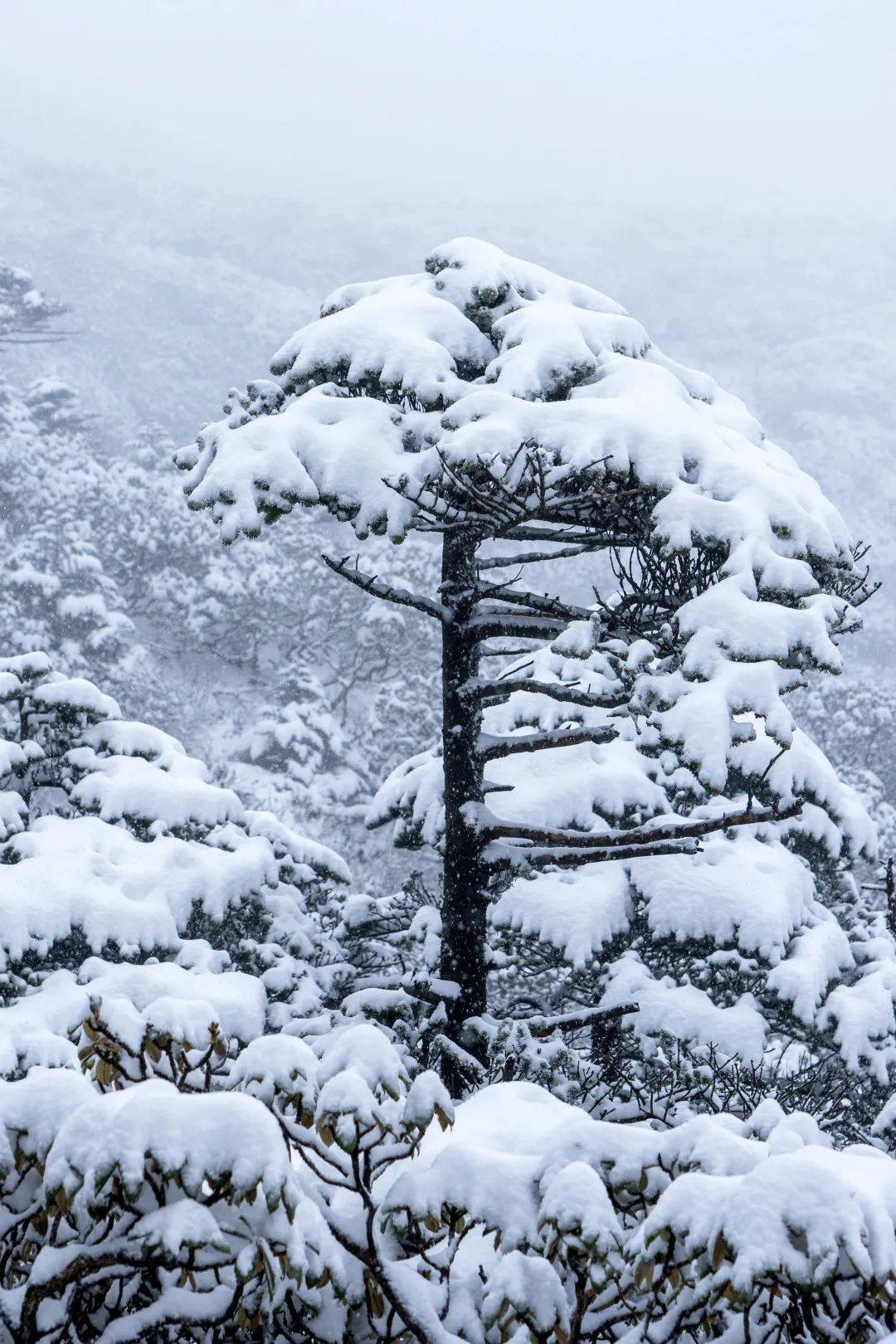 仓山雪图片图片