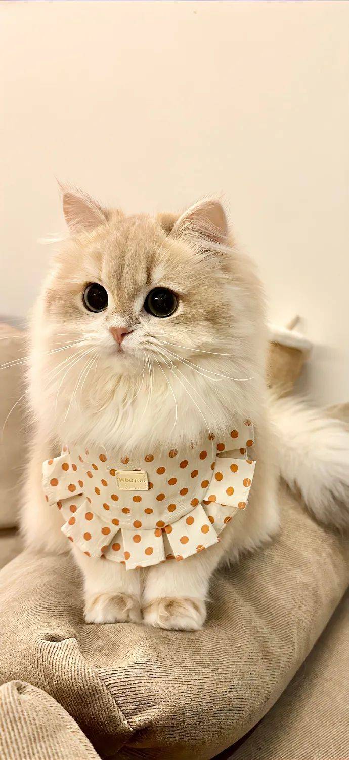 值得长期不换的手机壁纸